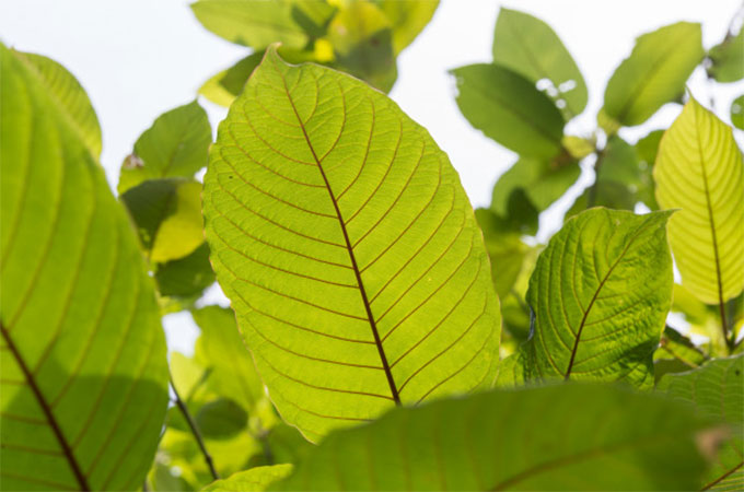 Types of Maeng da Kratom