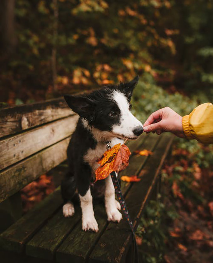 can i feed my underweight dog puppy food