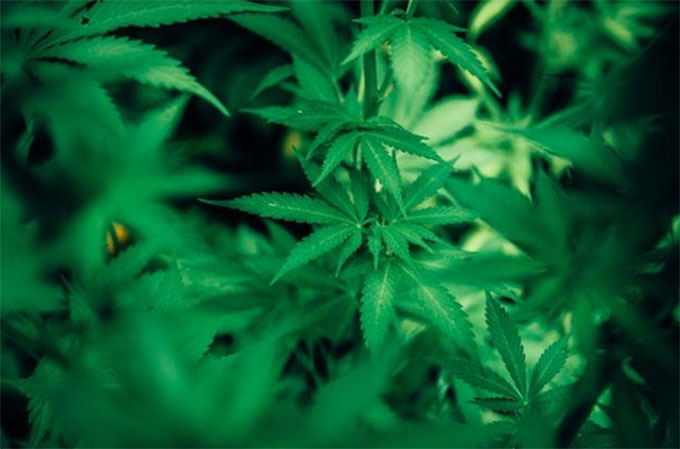growing Marijuana 