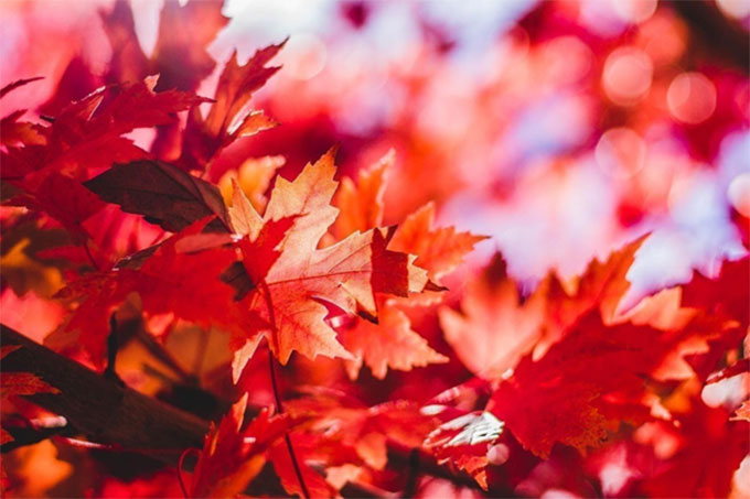 leafs
