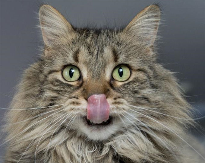 cat