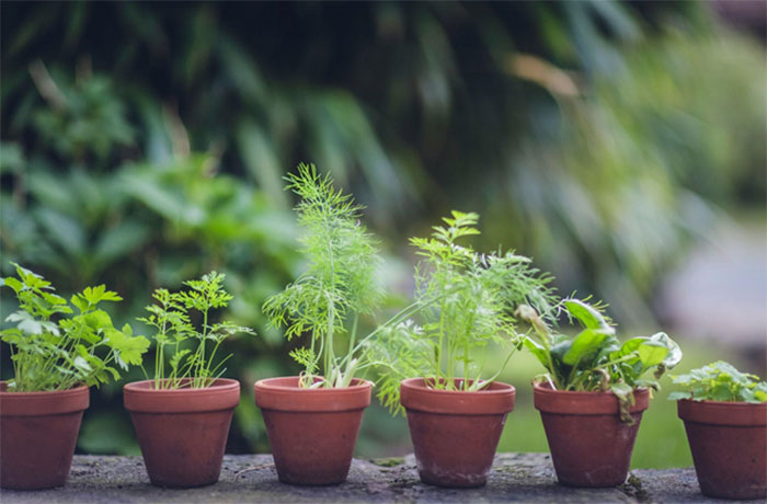 plants