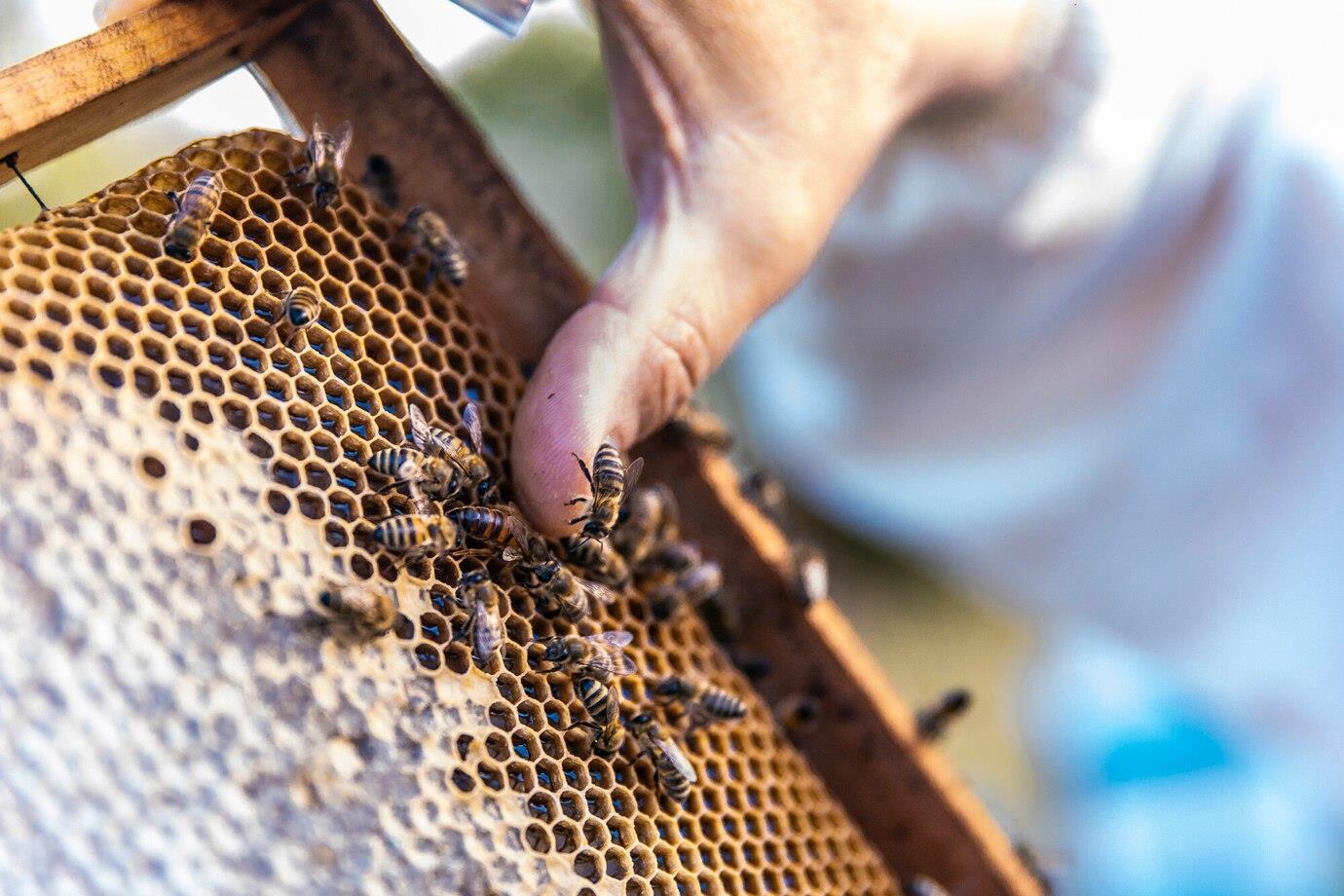 Beekeeping